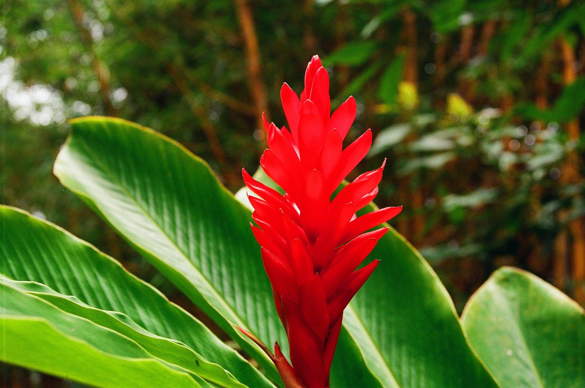 picture of flower